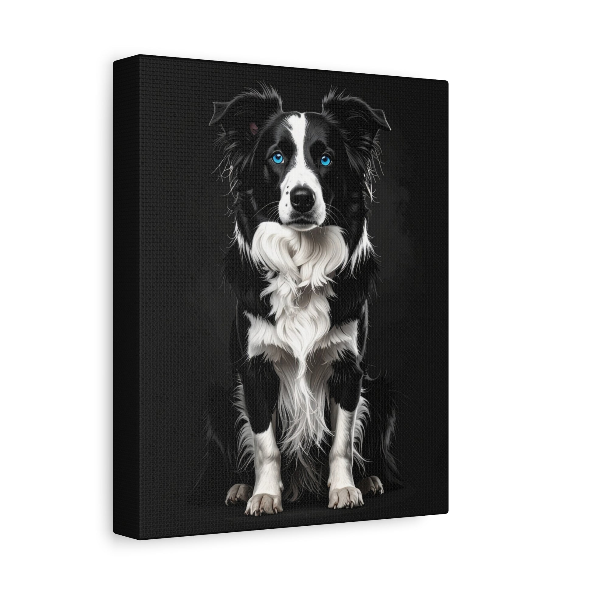 Captivating Collies: Black & Blue - Chunique Chihuahuas
