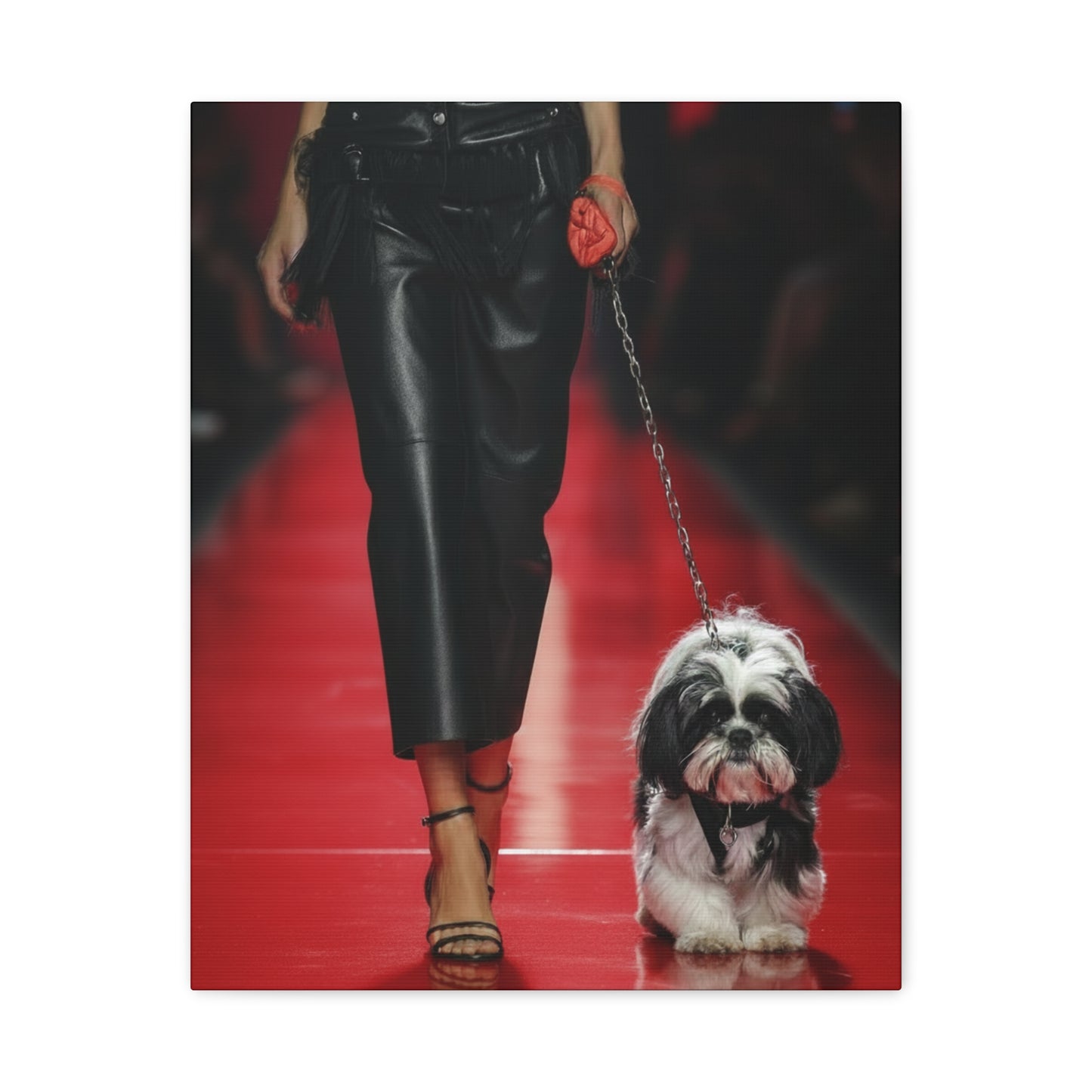 Shih Tzu Glitz: Runway - Chunique Chihuahuas