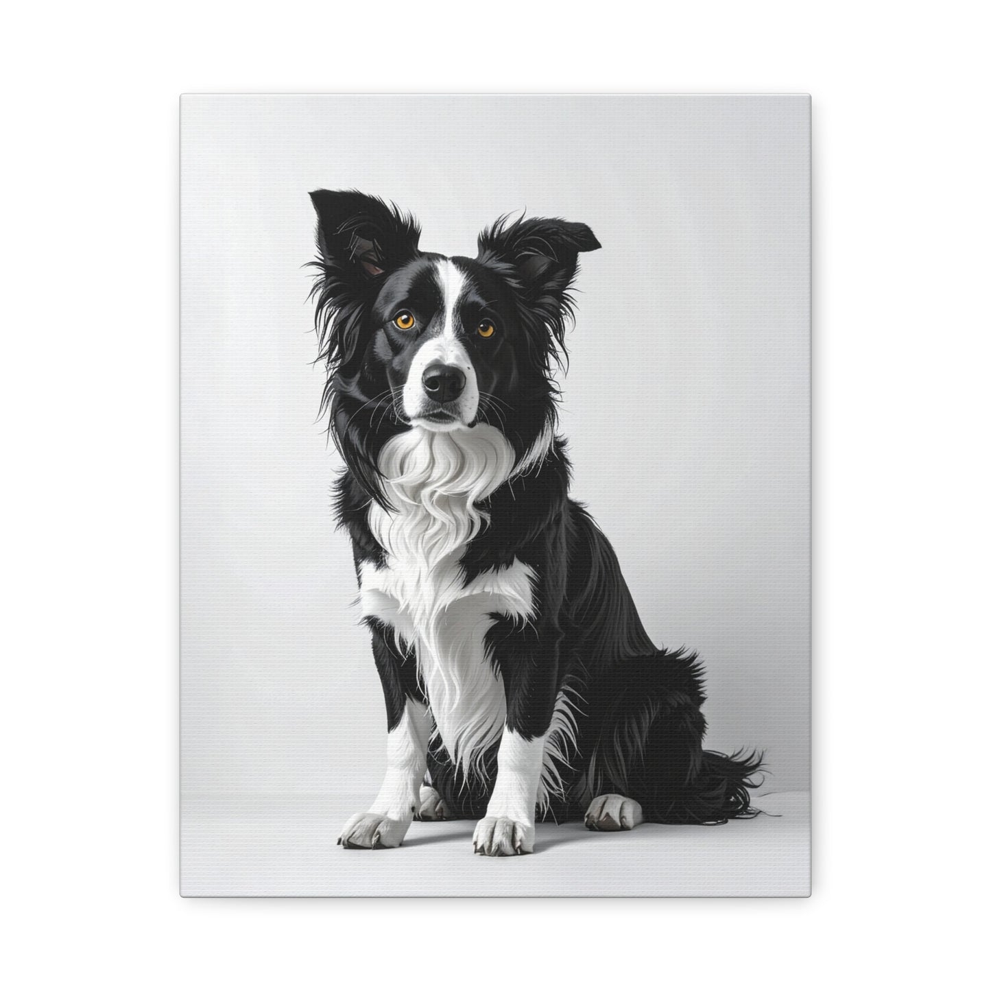 Captivating Collies: White & Amber - chunique chihuahuas