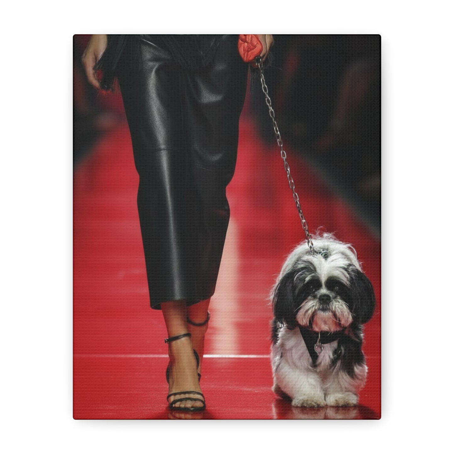 Shih Tzu Glitz: Runway - Chunique Chihuahuas