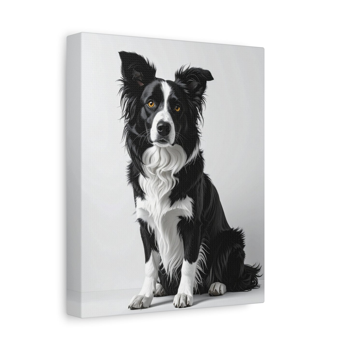 Captivating Collies: White & Amber - Chunique Chihuahuas