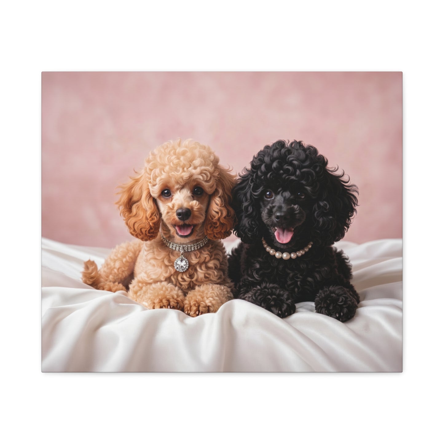 Posh Poodles: Poodle Puppies & Silk - Chunique Chihuahuas