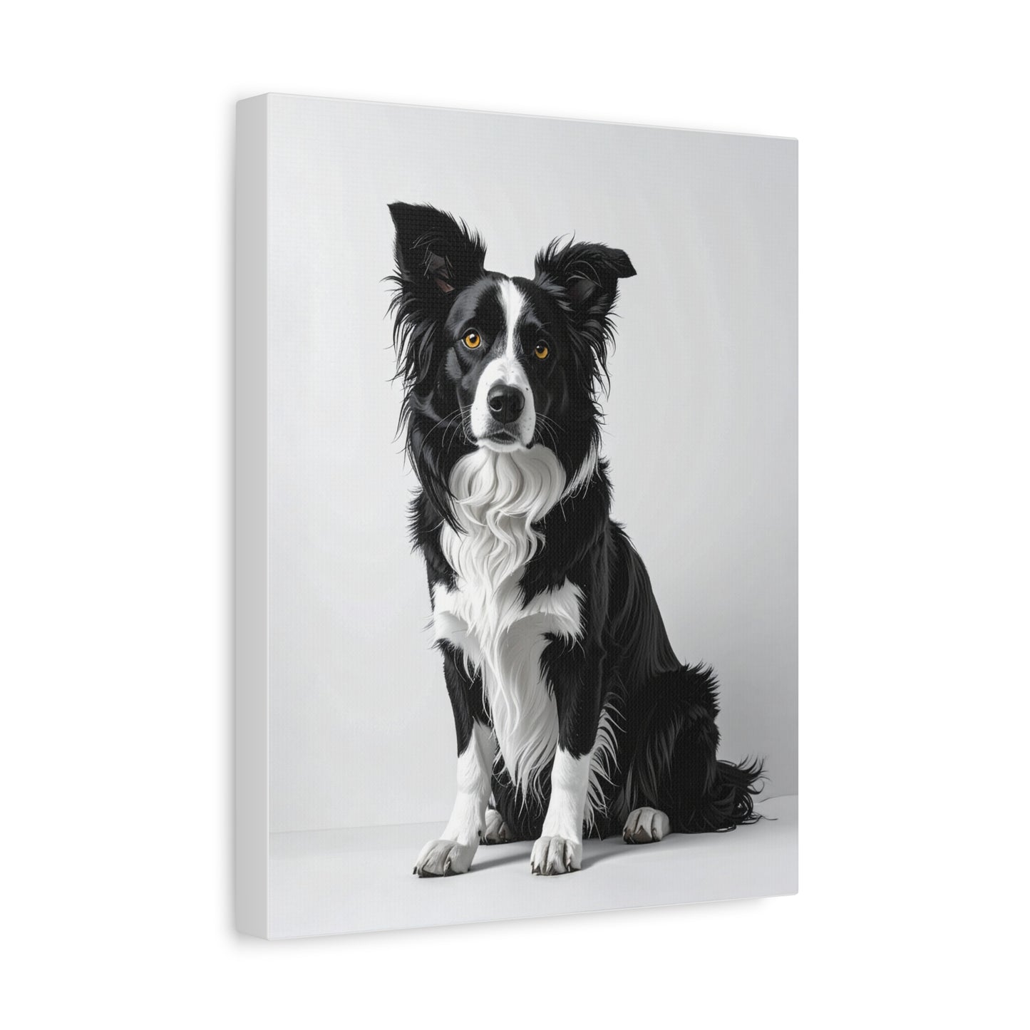 Captivating Collies: White & Amber - chunique chihuahuas