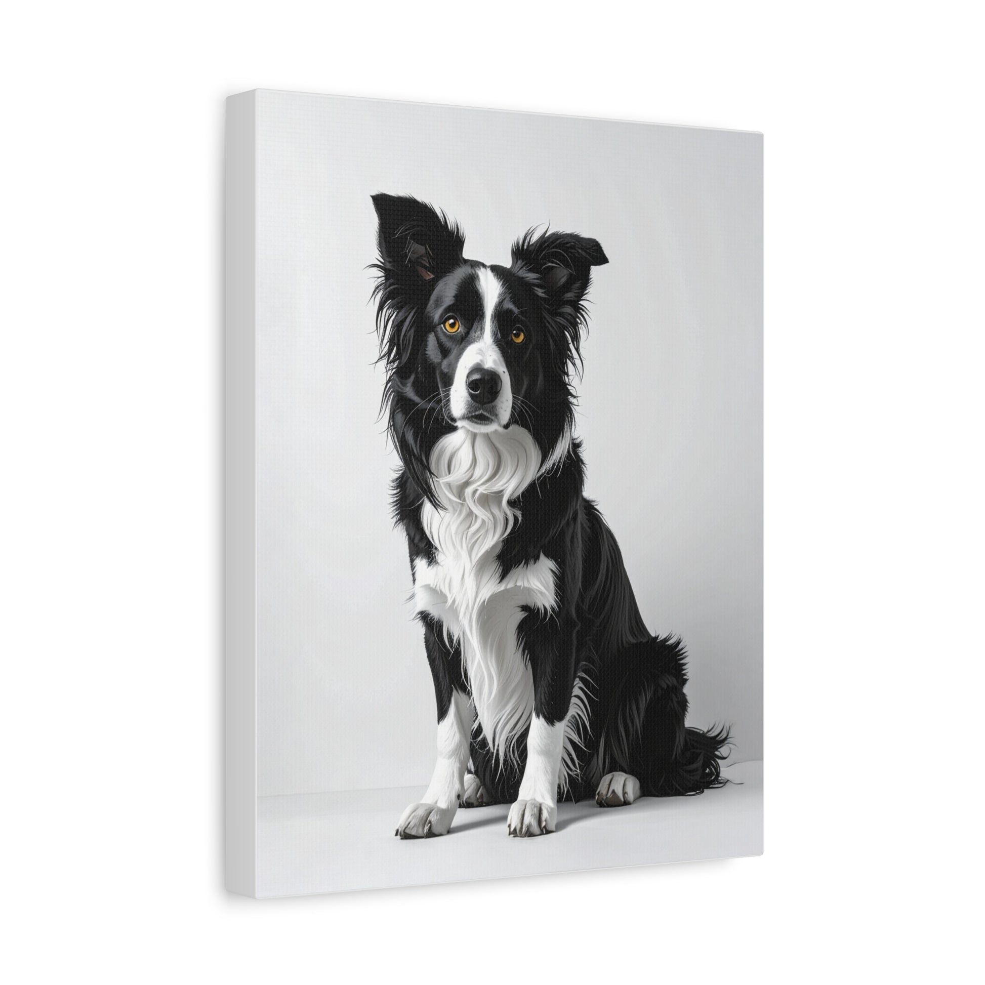 Captivating Collies: White & Amber - chunique chihuahuas