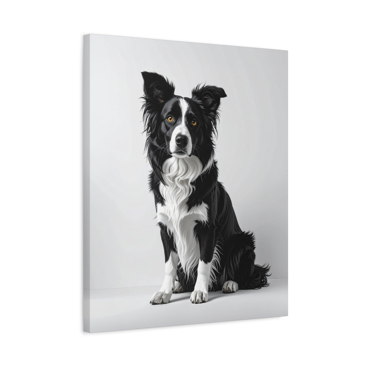 Captivating Collies: White & Amber - Chunique Chihuahuas