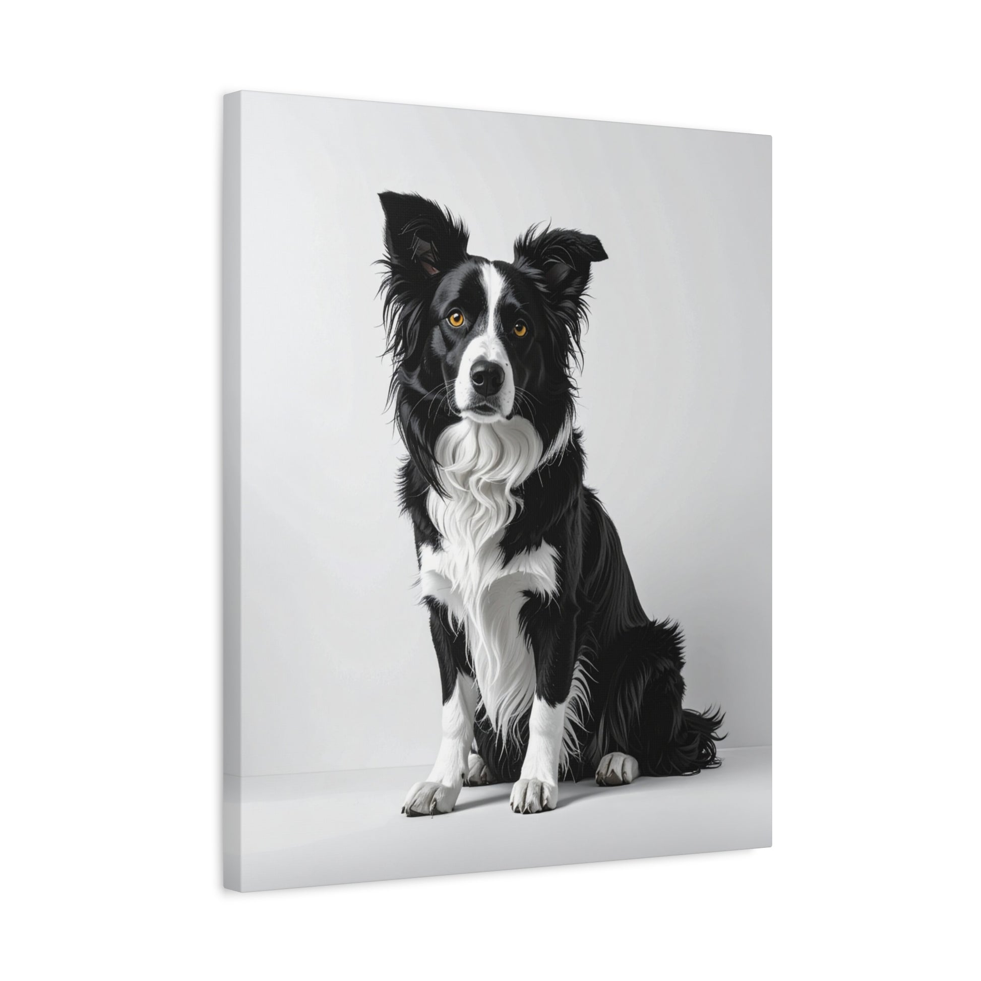 Captivating Collies: White & Amber - Chunique Chihuahuas