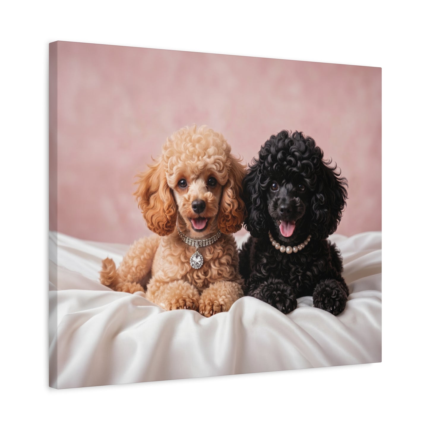 Posh Poodles: Poodle Puppies & Silk - Chunique Chihuahuas