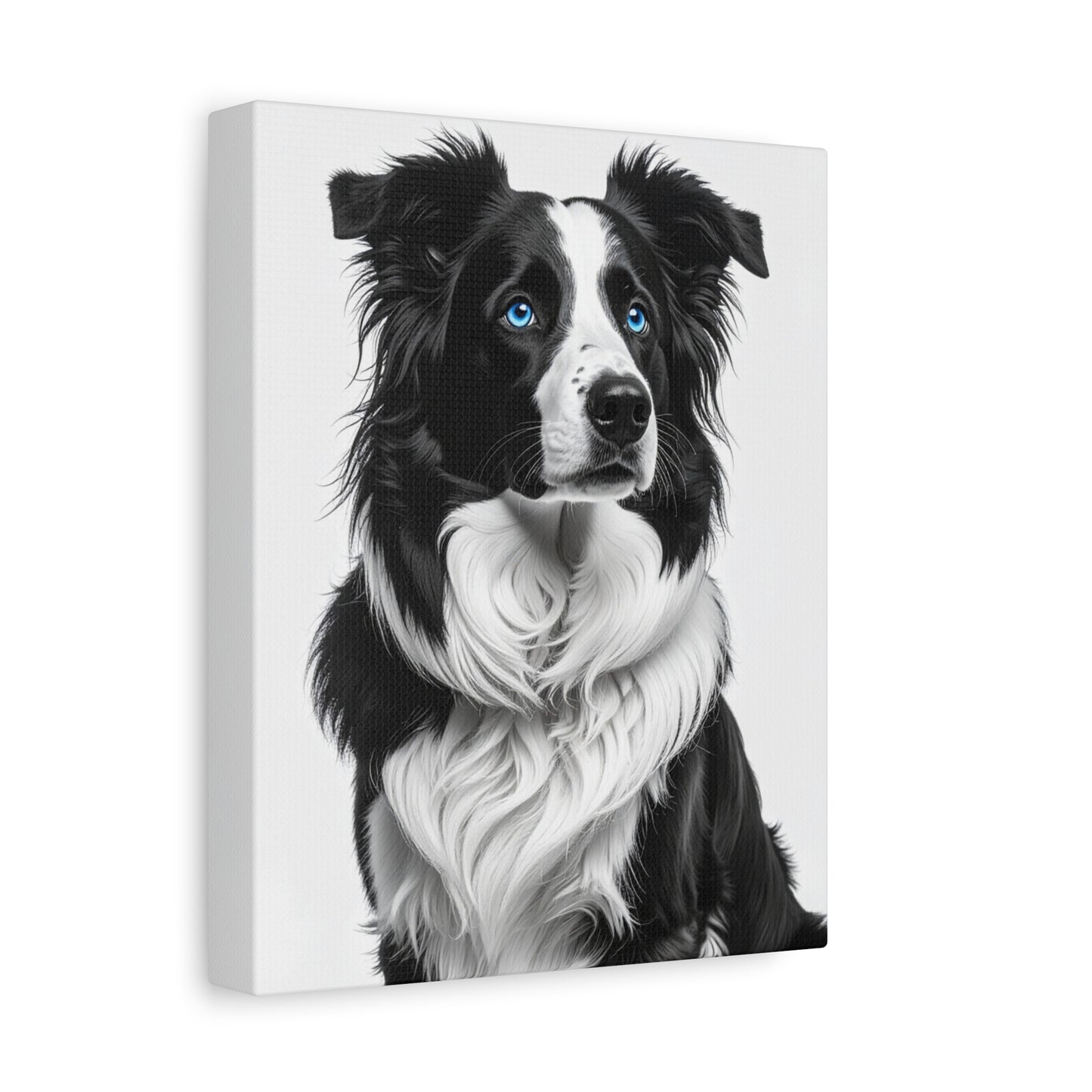 Captivating Collies: White & Blue - Chunique Chihuahuas
