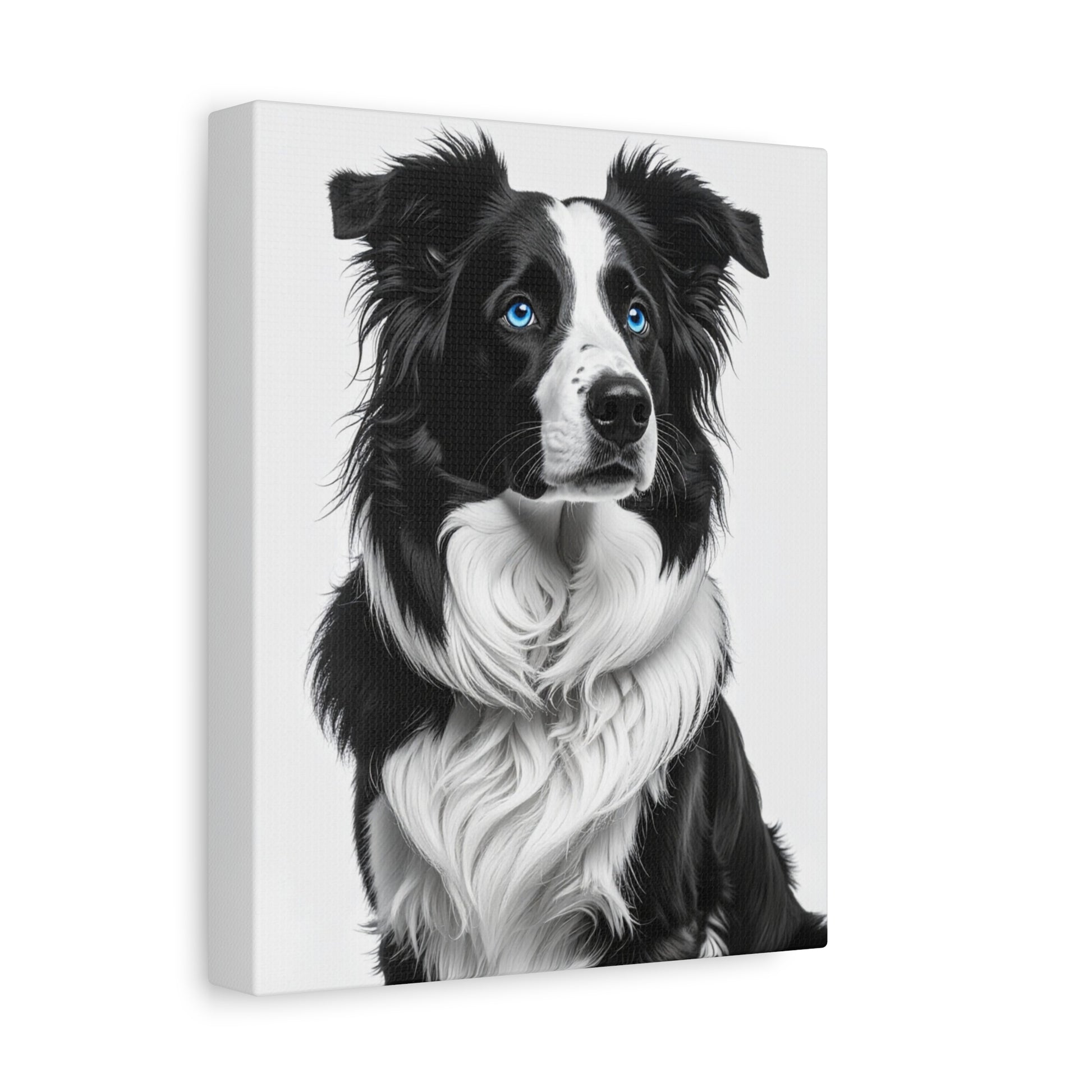 Captivating Collies: White & Blue - Chunique Chihuahuas