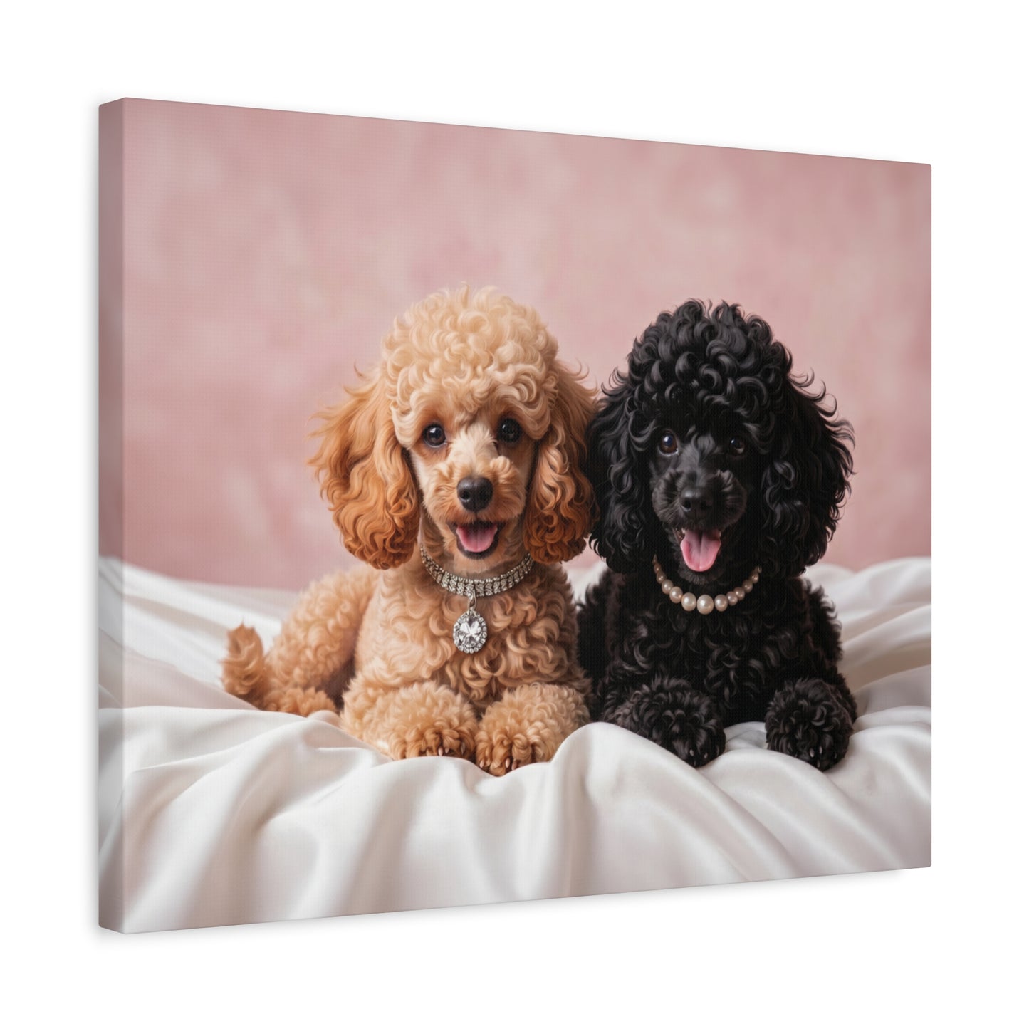 Posh Poodles: Poodle Puppies & Silk - Chunique Chihuahuas