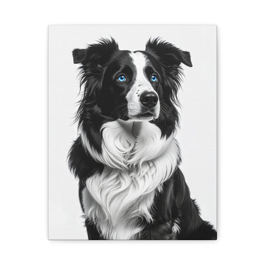 Captivating Collies: White & Blue - Chunique Chihuahuas