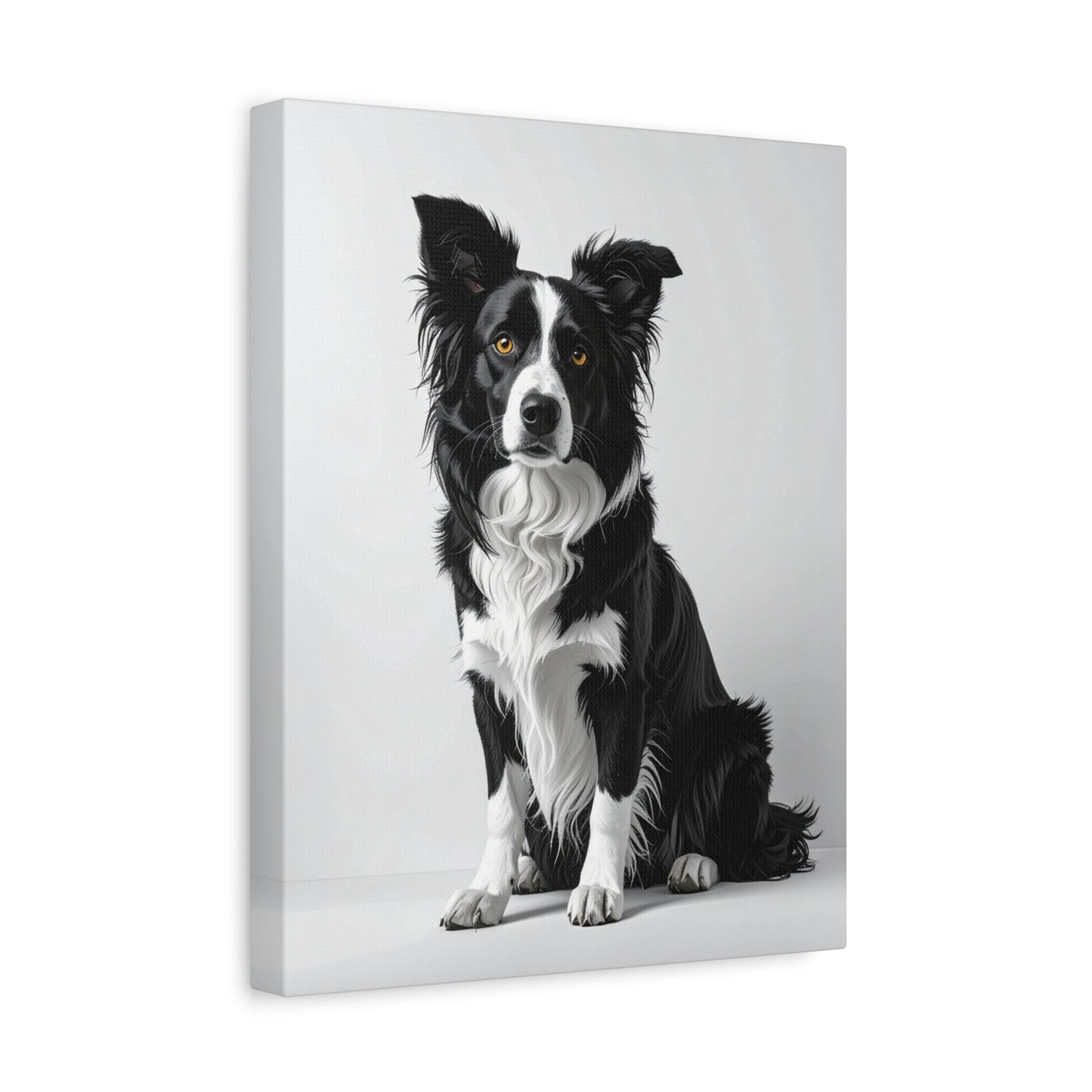 Captivating Collies: White & Amber - Chunique Chihuahuas