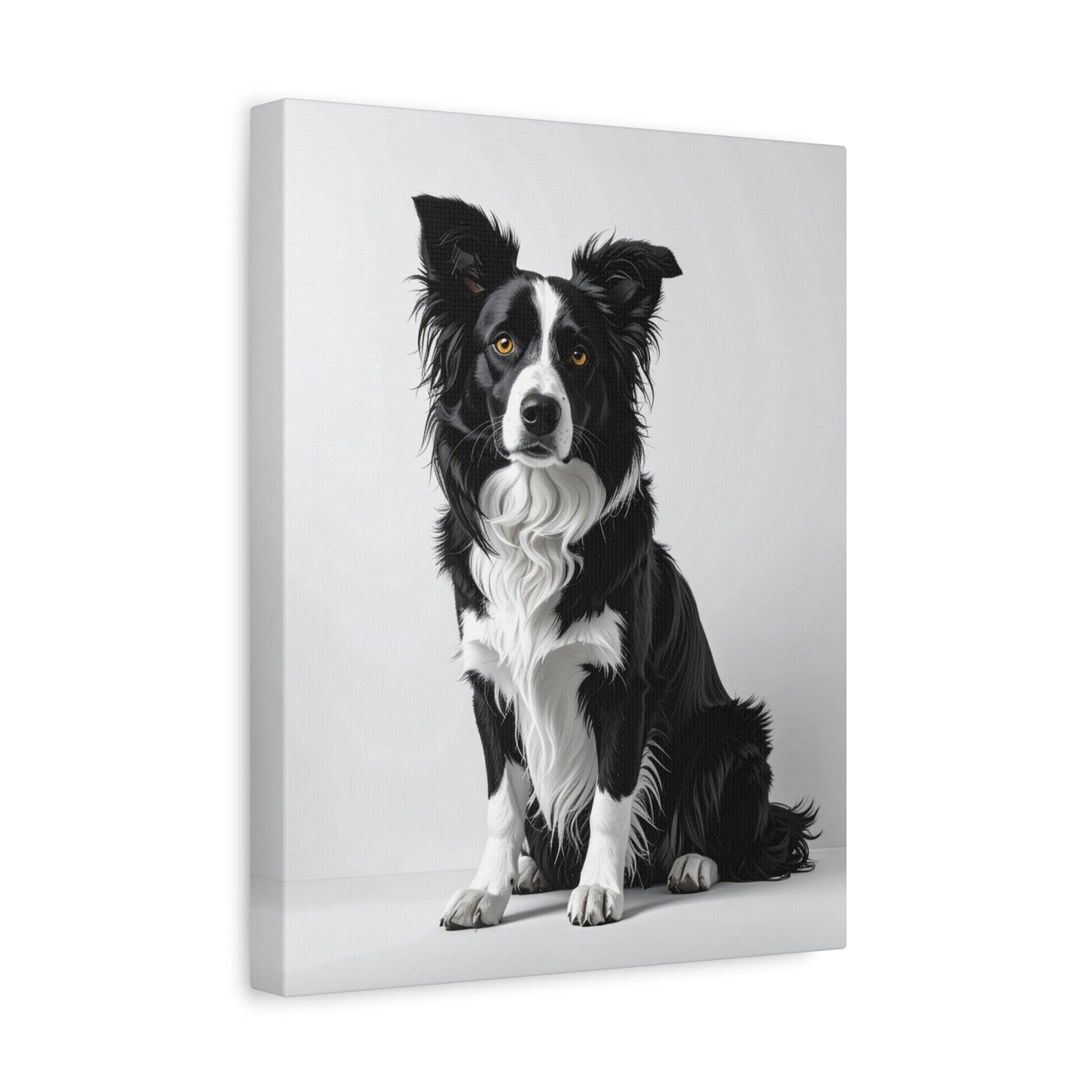 Captivating Collies: White & Amber - Chunique Chihuahuas