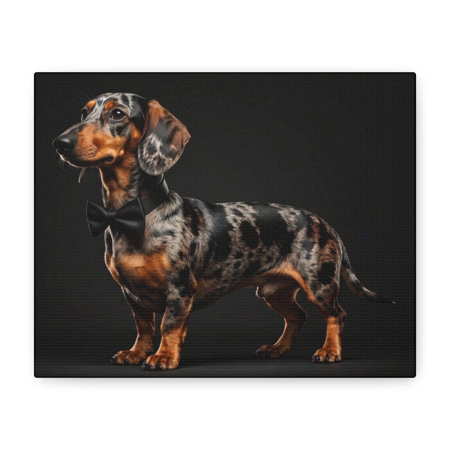 Darling Dachshunds: Bow-Tie - Chunique Chihuahuas