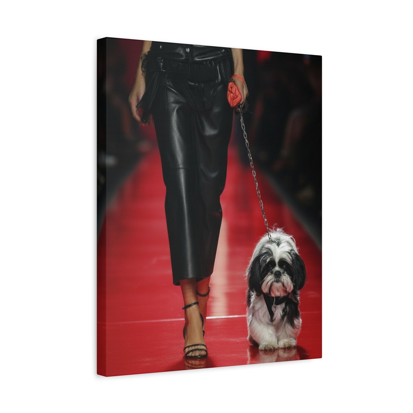 Shih Tzu Glitz: Runway - Chunique Chihuahuas
