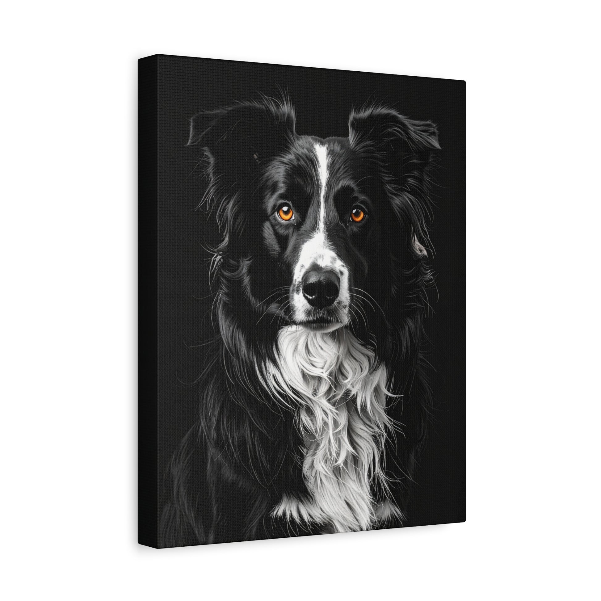 Captivating Collies: Black & Amber - Chunique Chihuahuas