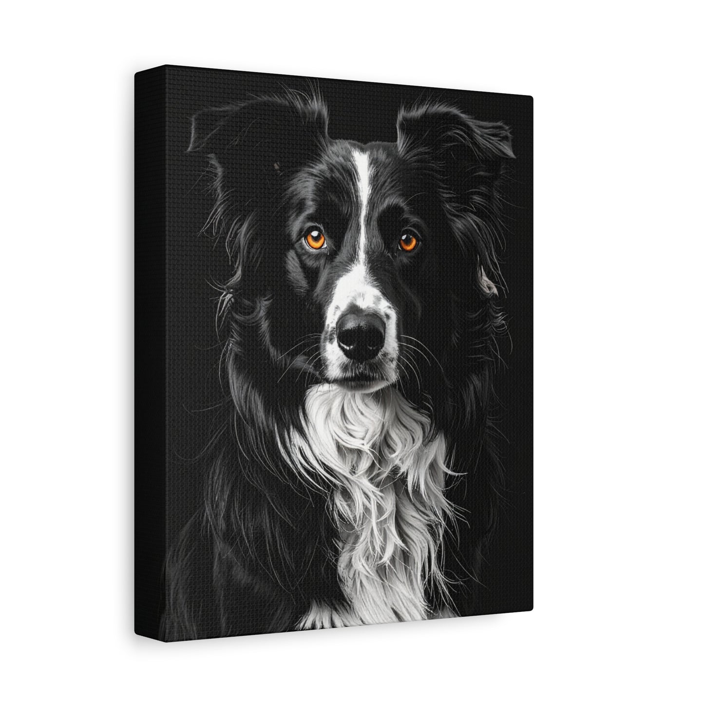 Captivating Collies: Black & Amber - Chunique Chihuahuas
