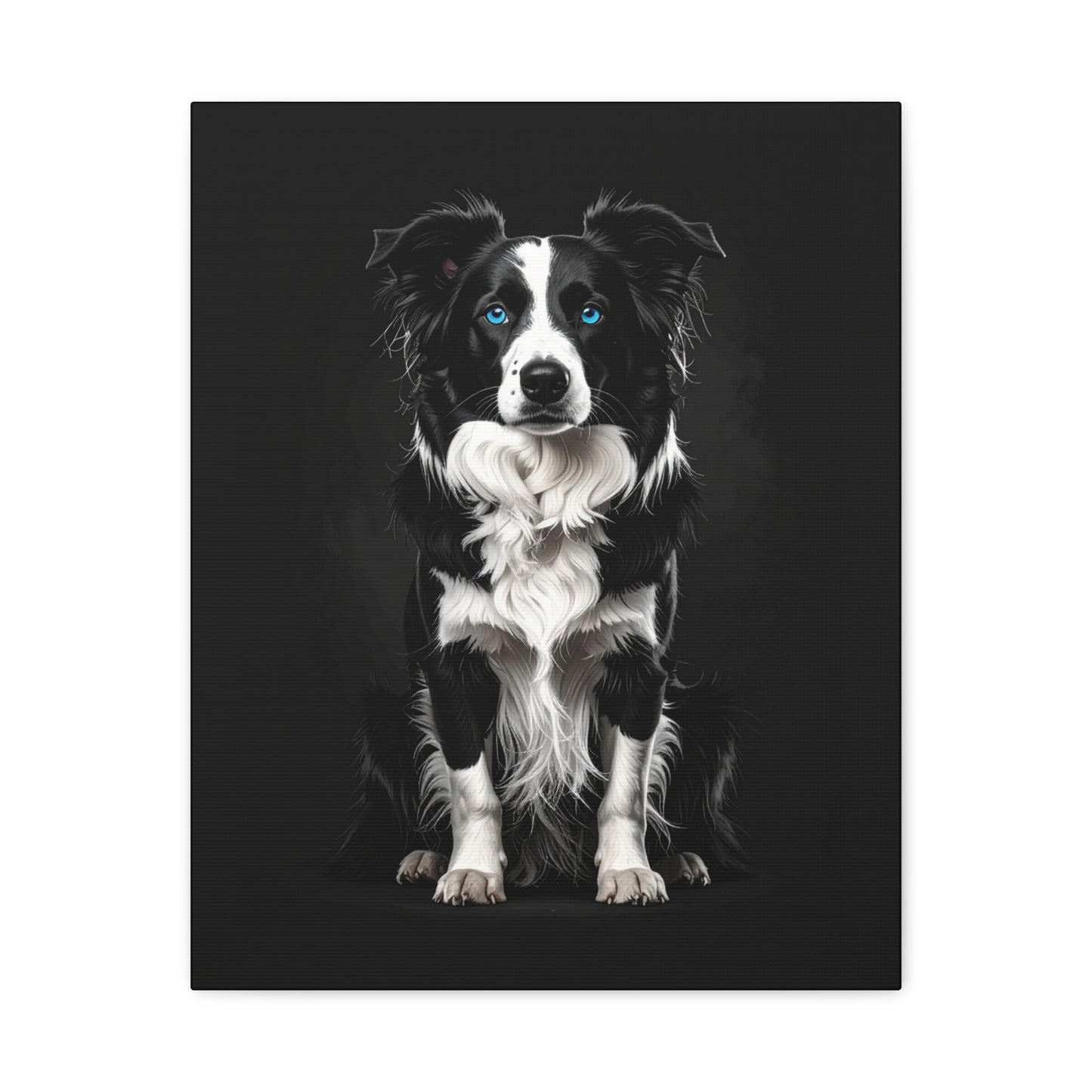 Captivating Collies: Black & Blue - Chunique Chihuahuas
