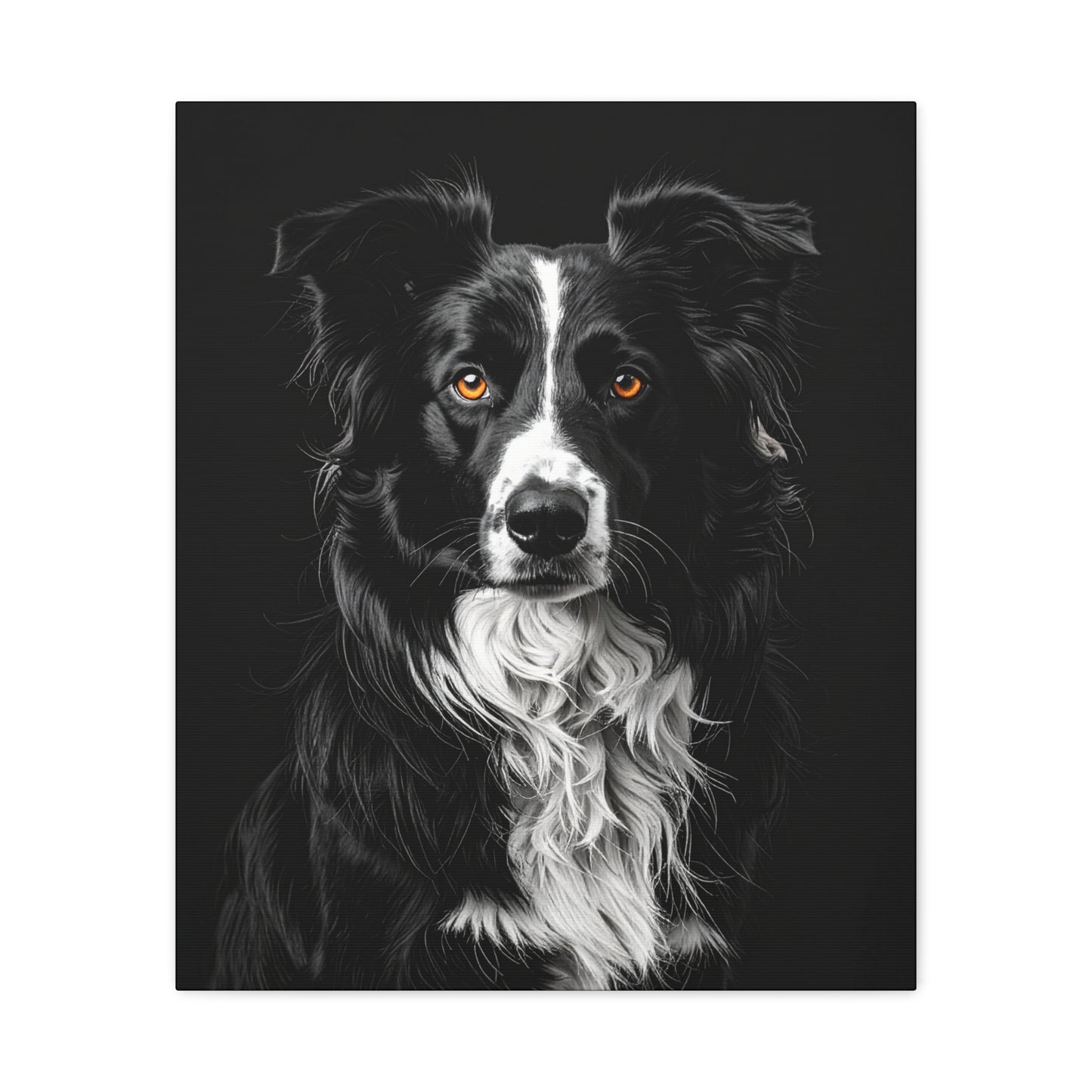 Captivating Collies: Black & Amber - Chunique Chihuahuas