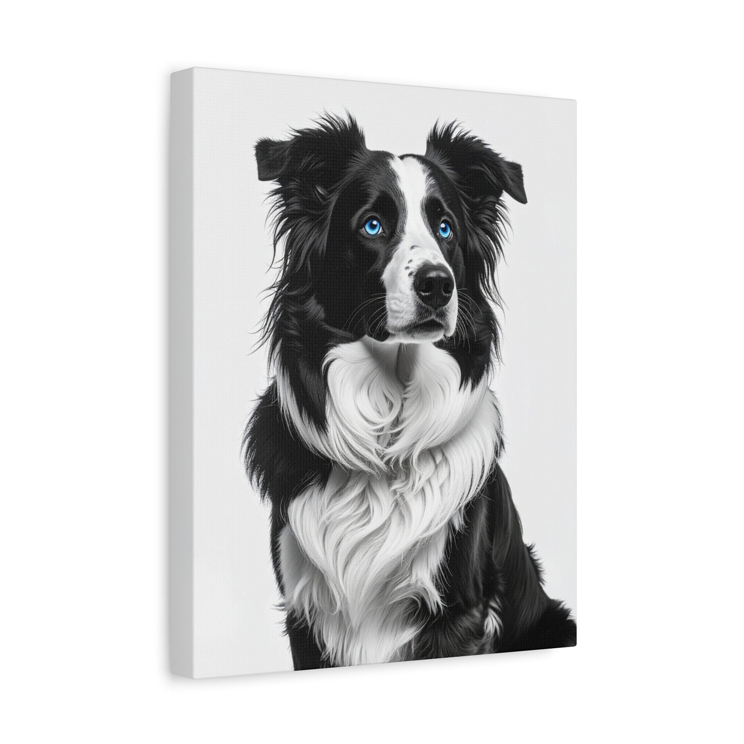 Captivating Collies: White & Blue - Chunique Chihuahuas