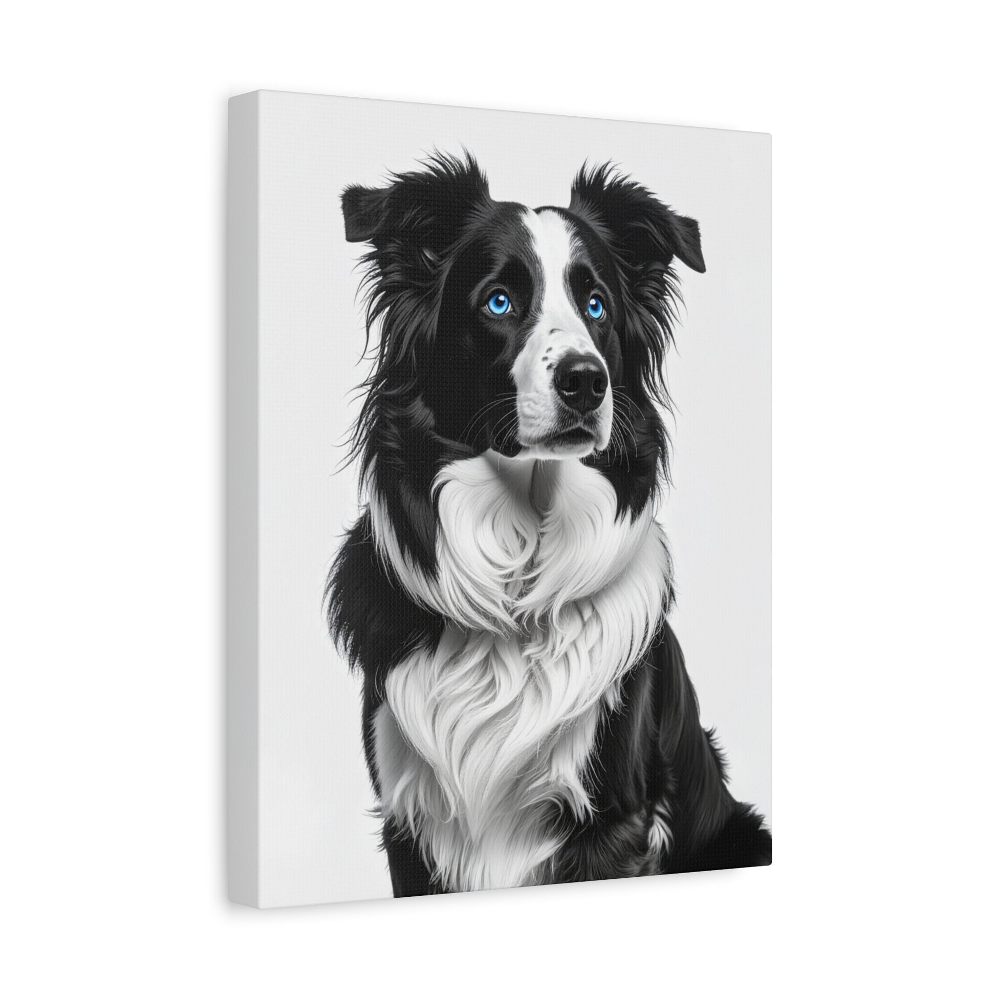 Captivating Collies: White & Blue - Chunique Chihuahuas