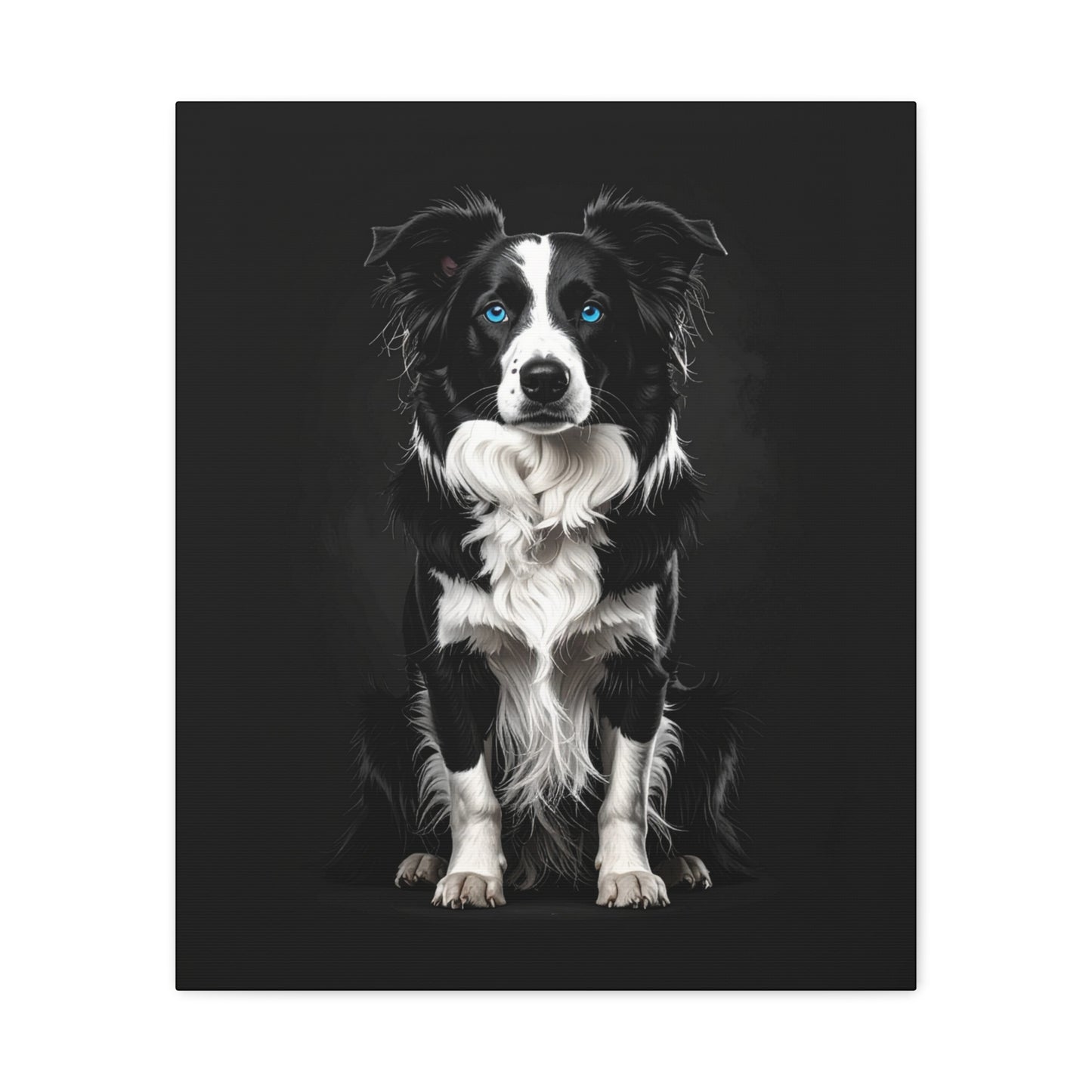 Captivating Collies: Black & Blue - Chunique Chihuahuas