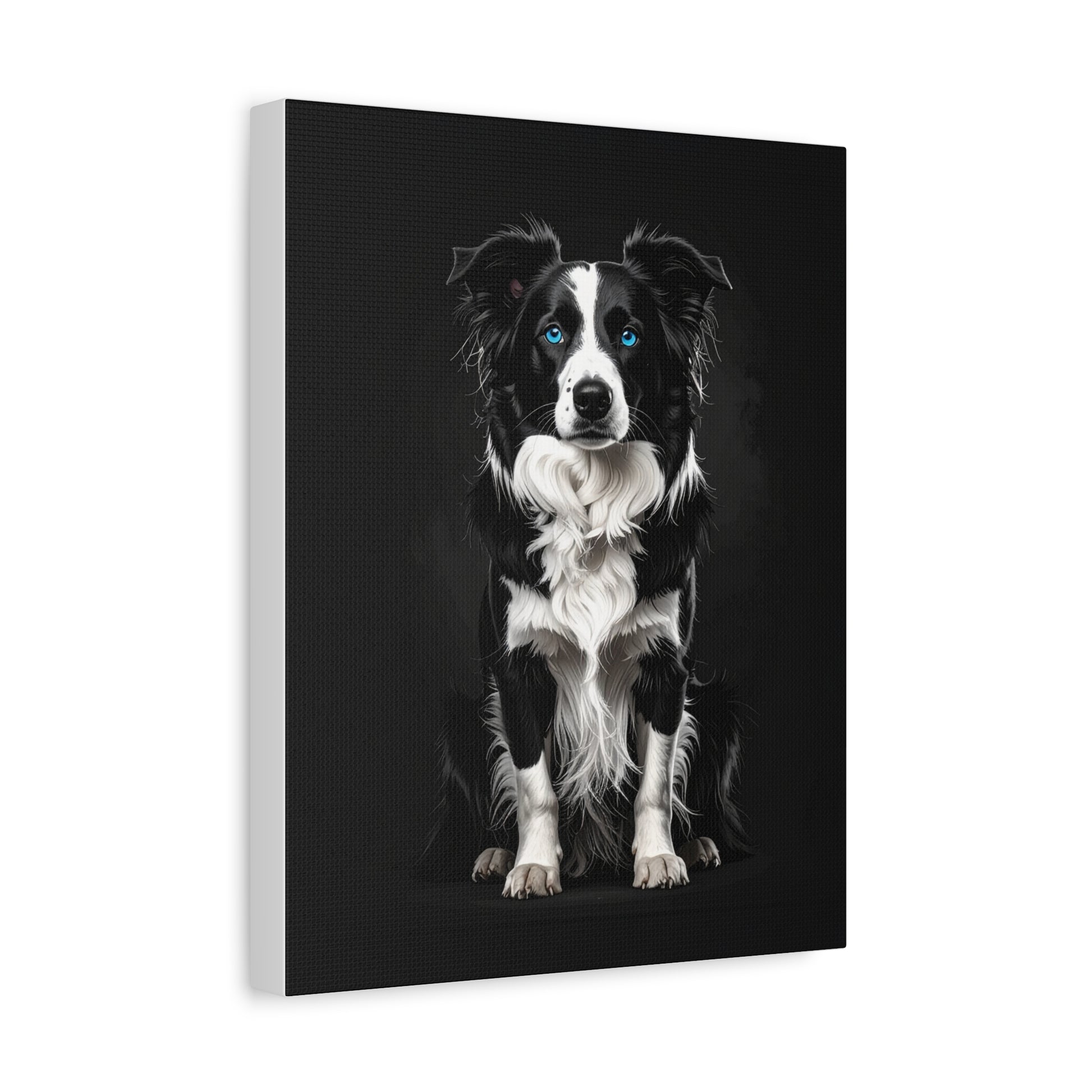 Captivating Collies: Black & Blue - chunique chihuahuas