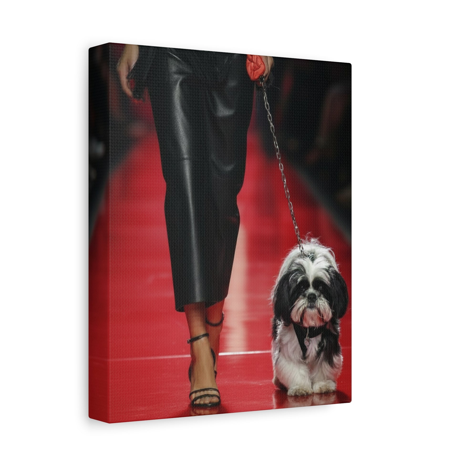 Shih Tzu Glitz: Runway - Chunique Chihuahuas